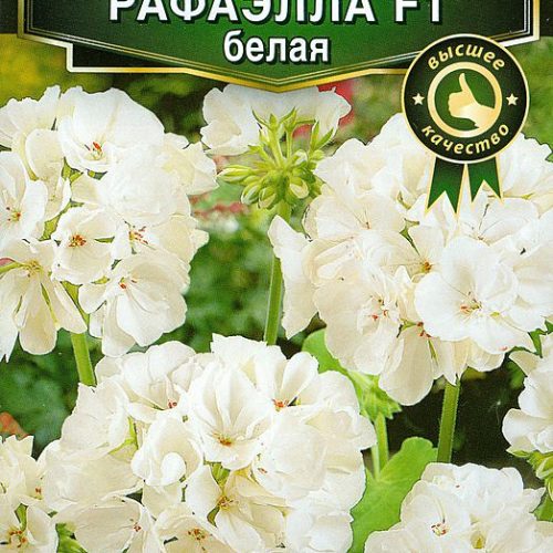 pelargoniya-rafayella-f1-belaya-ayelita