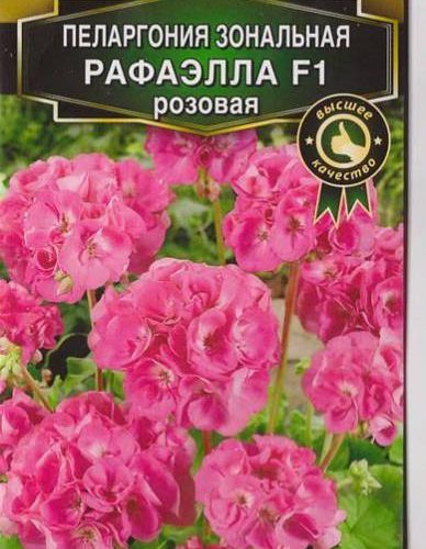 pelargoniya-rafayella-f1rozovaya-ayelita