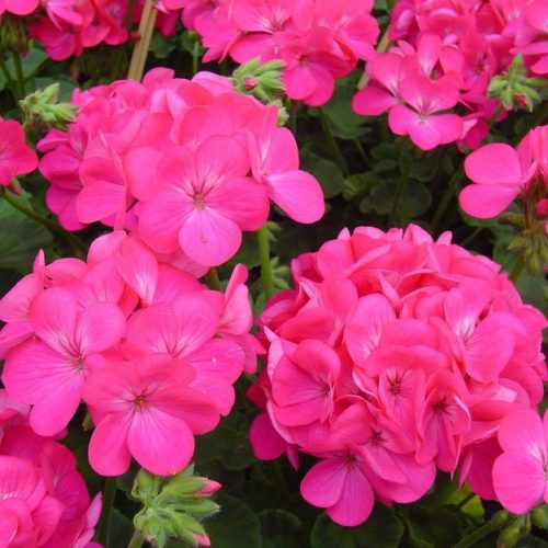 pelargoniya-zonalnaya-apache-rouz