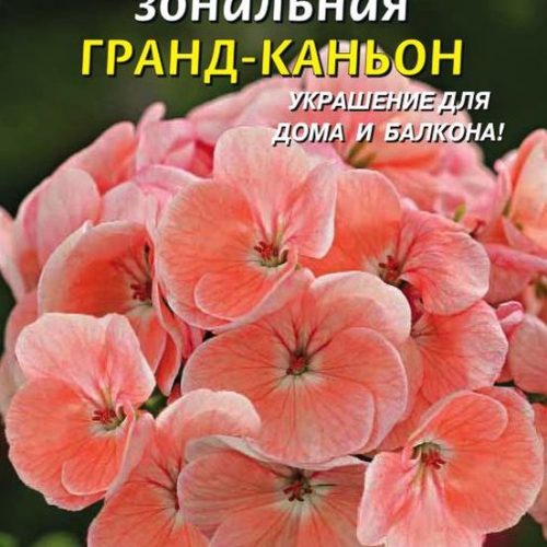 pelargoniya-zonalnaya-grand-kanon