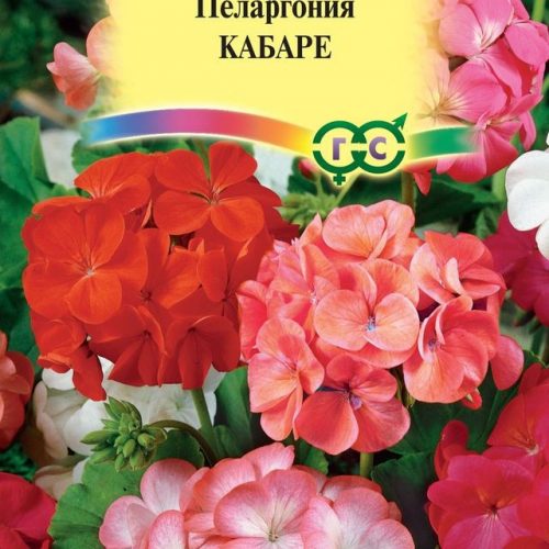pelargoniya-zonalnaya-kabare