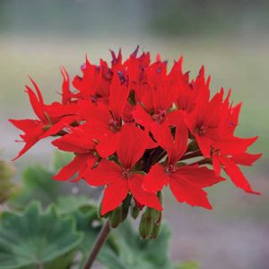 pelargoniya-zonalnaya-kvantum-red