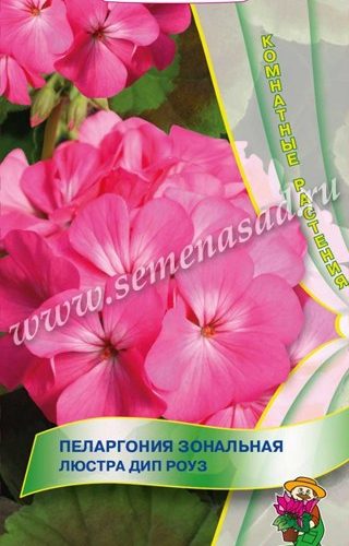 pelargoniya-zonalnaya-lyustra-dip-rouz