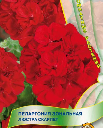 pelargoniya-zonalnaya-lyustra-skarlet