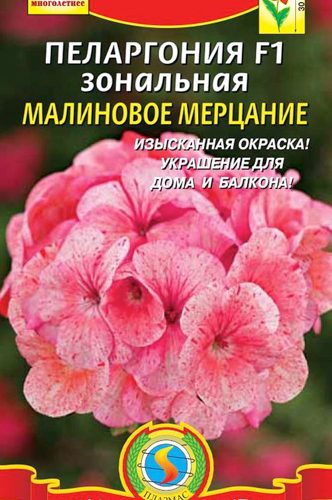 pelargoniya-zonalnaya-malinovoe-merc