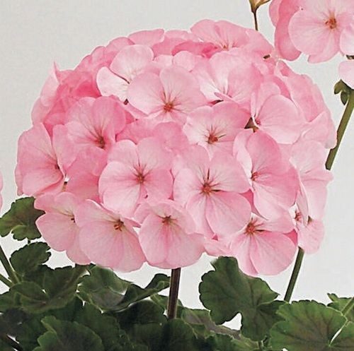 pelargoniya-zonalnaya-maverik-yeppelb