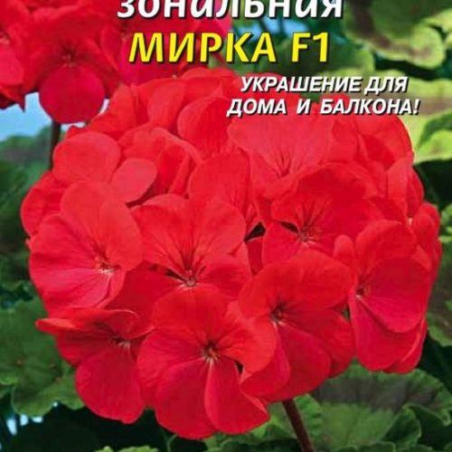 pelargoniya-zonalnaya-mirka