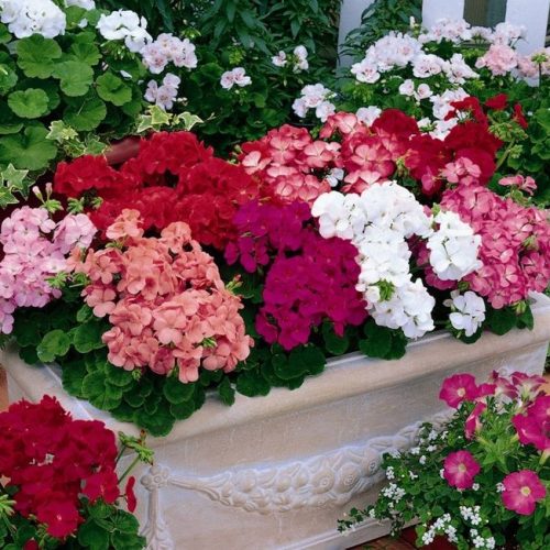 pelargoniya-zonalnaya-multiblum-mik