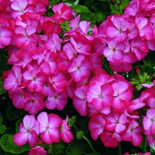 pelargoniya-zonalnaya-multiblum-ska