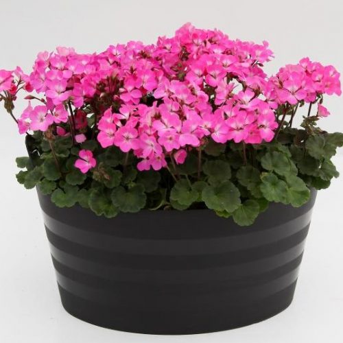 pelargoniya-zonalnaya-nano-dip-rouz