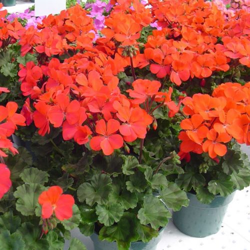 pelargoniya-zonalnaya-nano-red