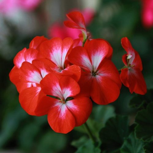 pelargoniya-zonalnaya-nano-skarlet-bi