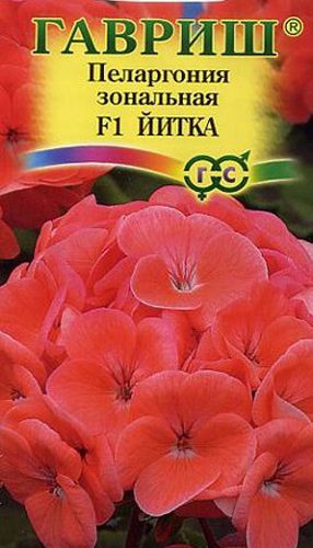 pelargoniya-zonalnaya-yitka