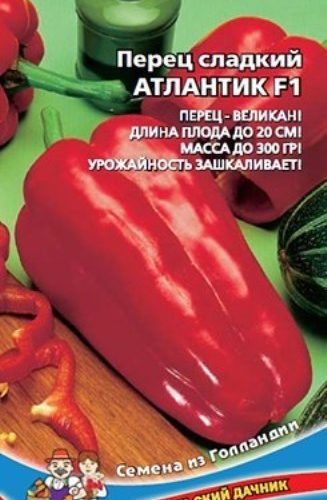 perec-sladkiy-atlantik-f1-ud-perec-veli