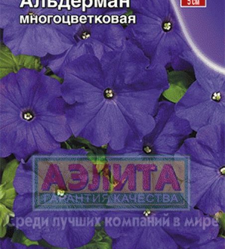 petuniya-alderman-ayelita