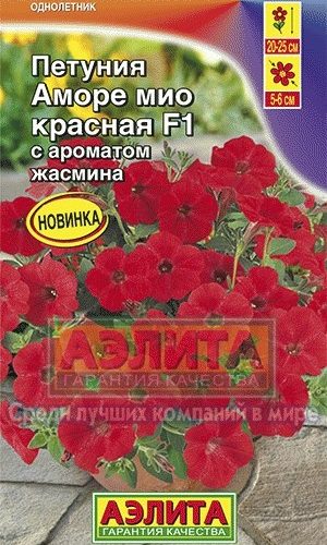 petuniya-amore-mio-ayelita