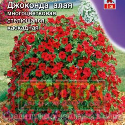 petuniya-dzhokonda-alaya