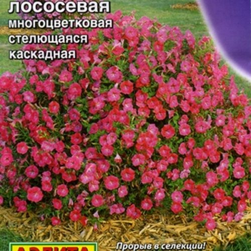 petuniya-dzhokonda-lososevaya