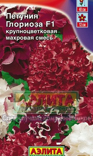 petuniya-glorioza-makhrovaya-smes-ayeli