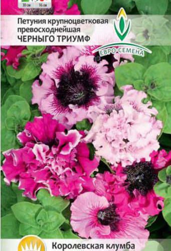 petuniya-prevoskhodneyshaya-chernygo-tri