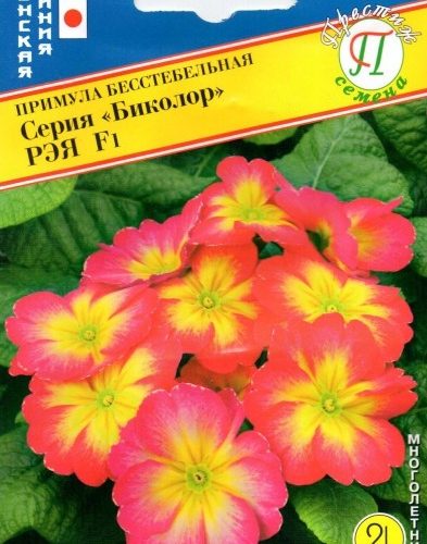 primula-bikolor-ryeya-yaponiya-prestizh