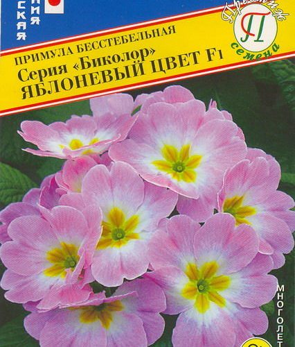 primula-bikolor-yablonevyy-cvet-yaponi