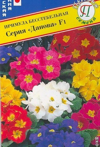 primula-danova-smes-yaponiya-prestizh