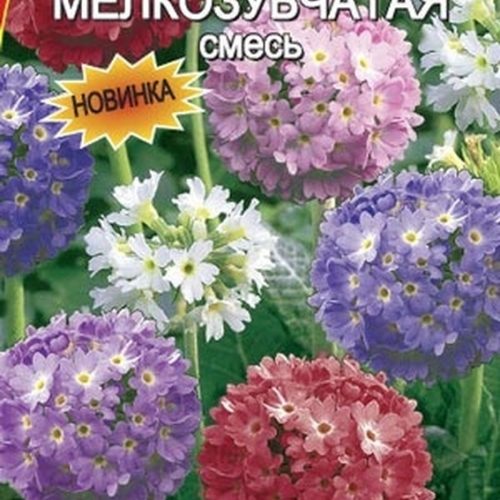 primula-melkozubchataya-smes-002g-ayelit