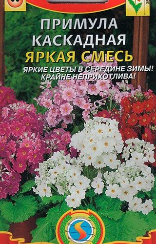 primula-yarkaya-smes-18shtplazm