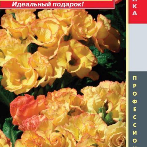 primula-besstebelnaya-sanrayz-5shtagr