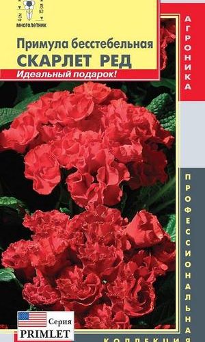 primula-besstebelnaya-seriya-primlet-skarle