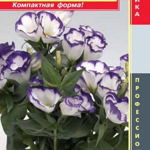 yeustoma-f1-karmen-seriya-carmen-belo-sinyaya-pl