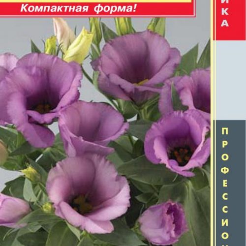 yeustoma-f1-karmen-seriya-carmen-lilak-plaz