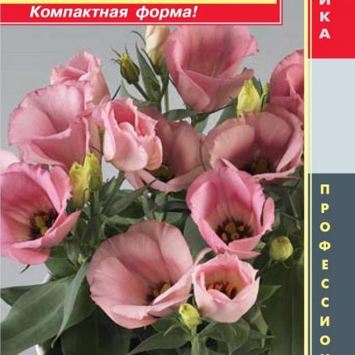 yeustoma-f1-karmen-seriya-carmen-rouz-plaz