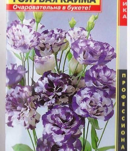 yeustoma-f1-seriya-abc-golubaya-kayma-plaz