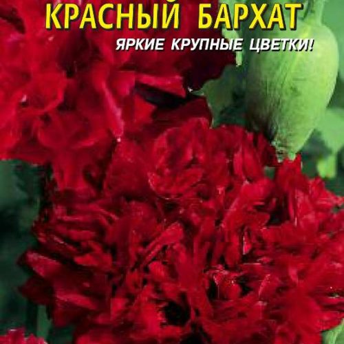 krasnyy-barkhat