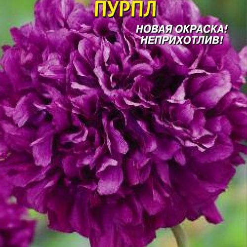 mak_pionocvetnyi_purpl