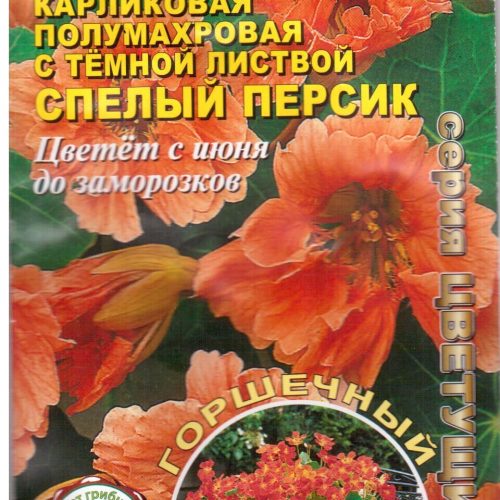 nasturtsiya_spelyy_persik_karlgorshechaelita_001