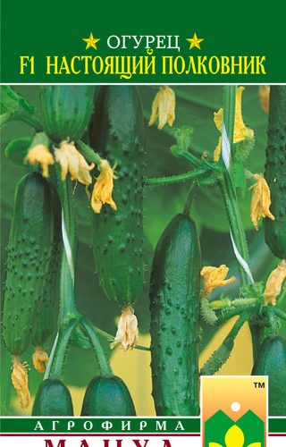 ogurec-nastoyashhiy-polkovnik-f1-12shtmanul