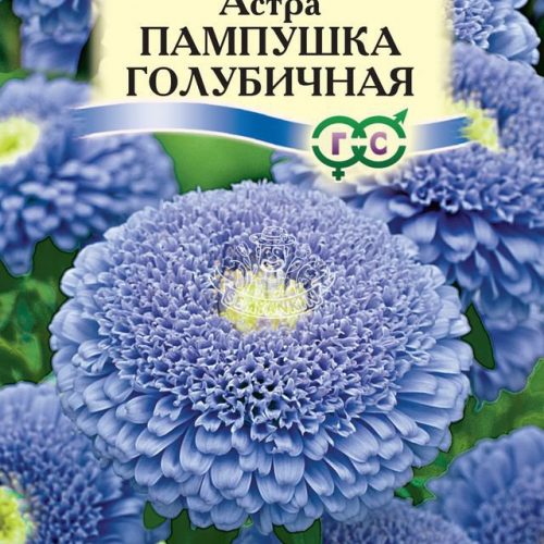 astra-pampushka-golubichnaya-gavrish