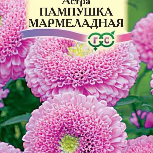 astra-pampushka-marmeladnaya-gavrish