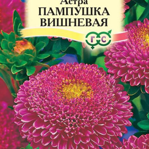 astra-pampushka-vishnevaya-gavrish