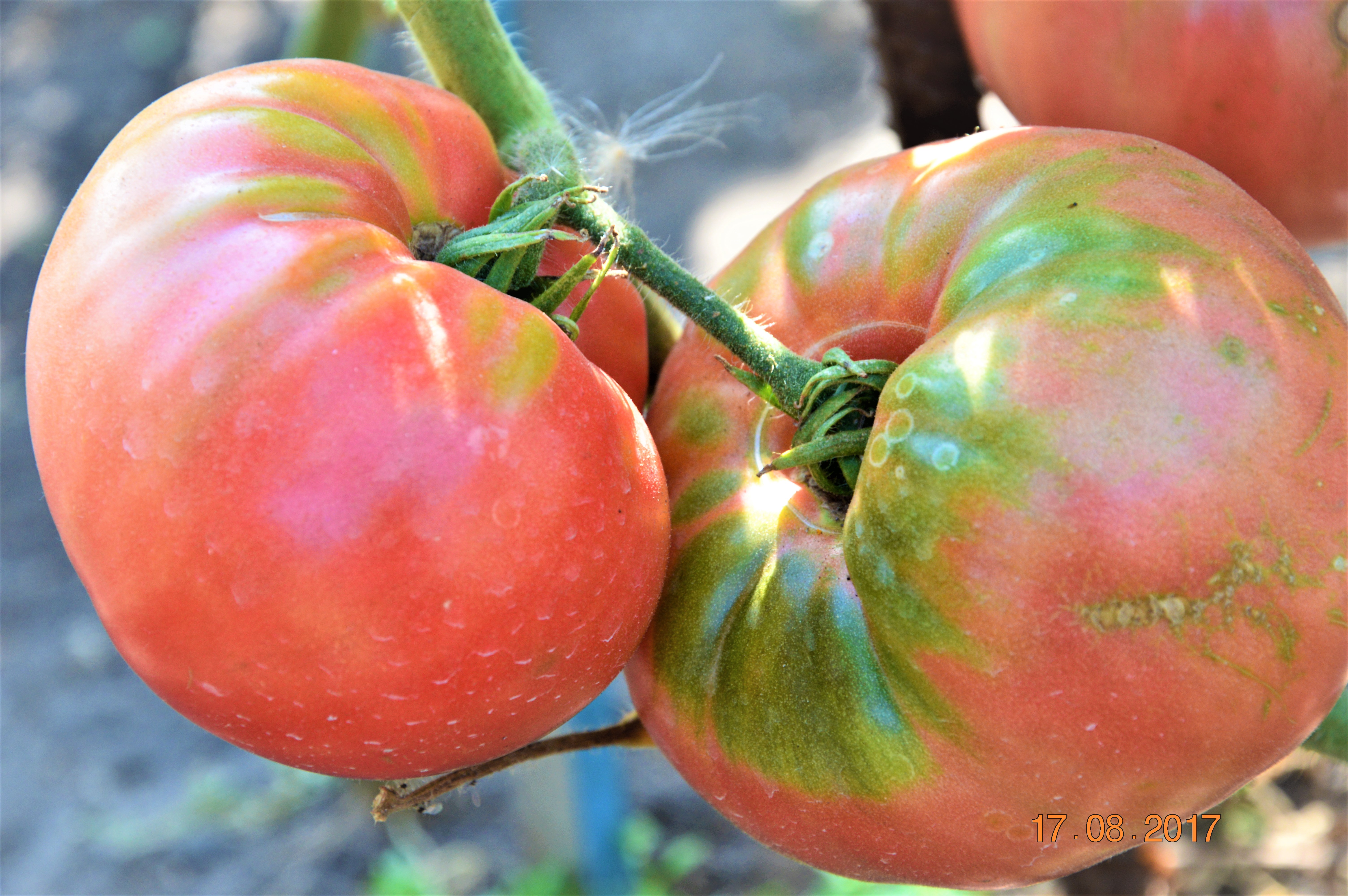 Сорт томатов Сызранская розовая помидорка