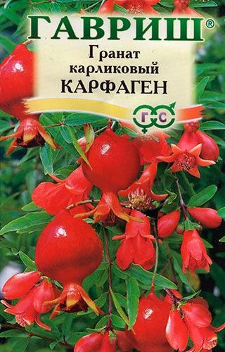 granat-karfagen-karlikovyy-5sht-gavrish