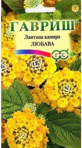 lantana-kamara-lyubava-gavrish