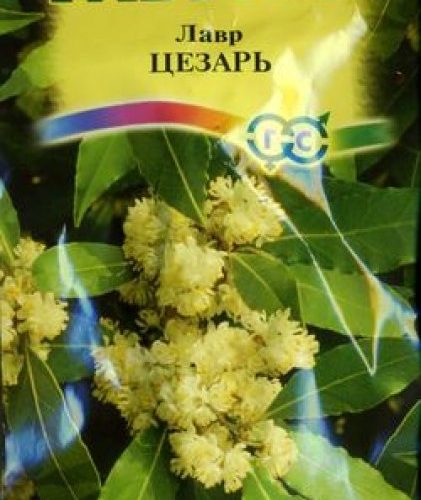 lavr-blagorodnyy-cezar-gavrish