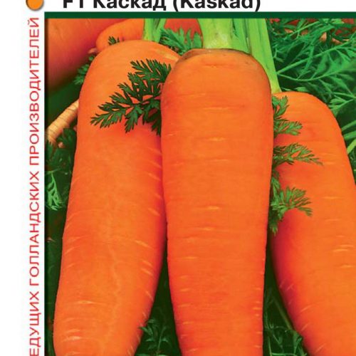 morkov-kaskad-2gr-n15-gavrish