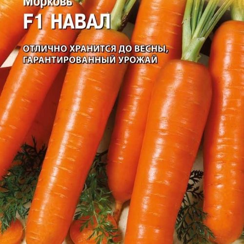 morkov-naval-gavrish