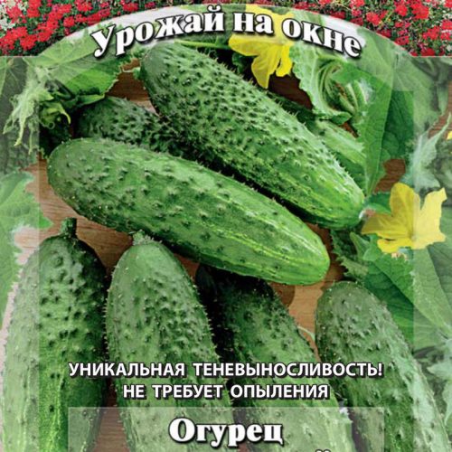 ogurec-berendey-10sht-urozhay-na-okne-gav