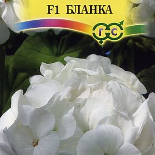 pelargoniya-blanka-4shtgavrish